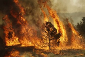 California wildfire insured losses hit $1.15bn and rising: Aon