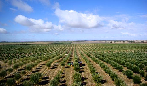 Olive farm in Spain
