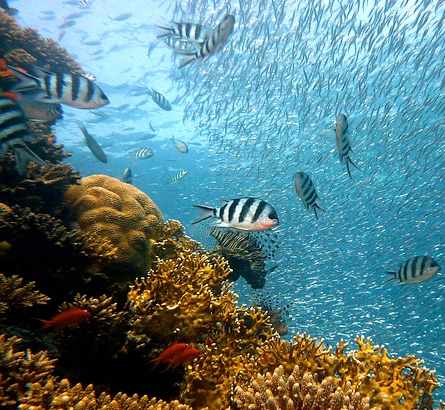 Global Parametrics & Hannover Re renew Yucatan coral reef cover