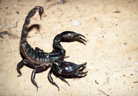 scorpion-tail