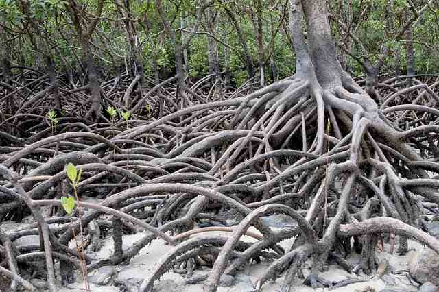 mangrove-image