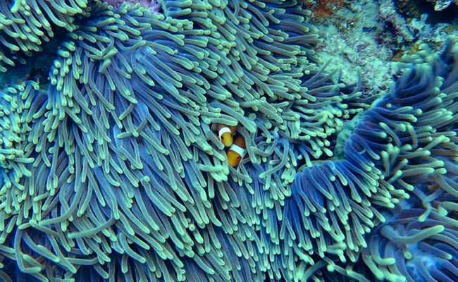 coral-reef-image