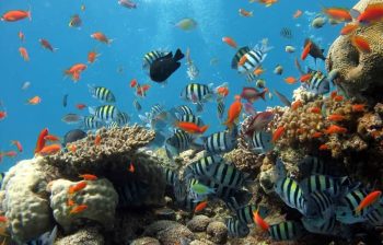 coral-reef-parametric-insurance